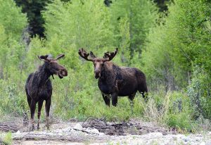 North American Model of Wildlife Conservation gets a cultural refresh