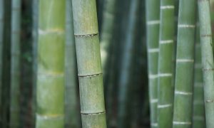 UBCO researchers use unique ingredient to strengthen bamboo