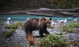 Missing grizzly bear toes result in call to change practices