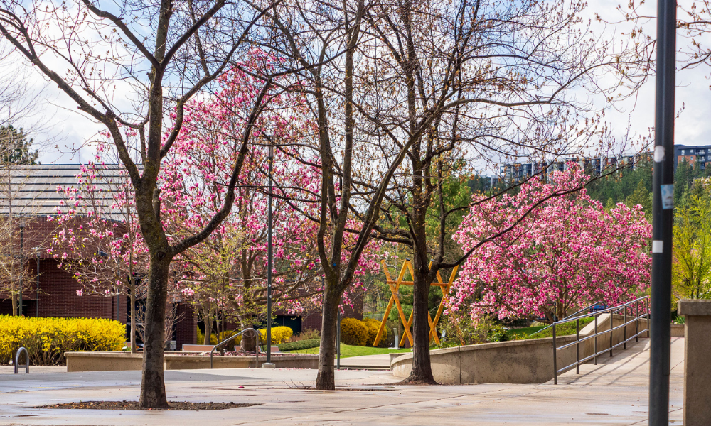 UBC Okanagan Courtyard in spring