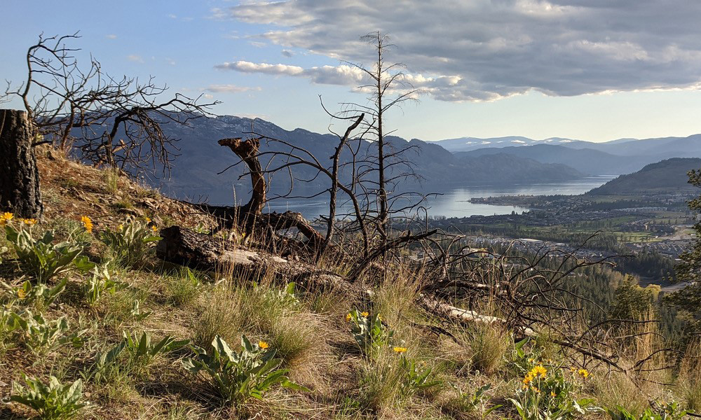 Local forest and valley