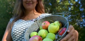 Urban Harvest